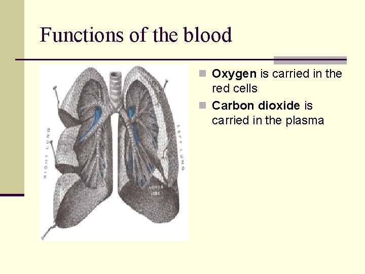 Functions of the blood n Oxygen is carried in the red cells n Carbon Functions of the blood n Oxygen is carried in the red cells n Carbon