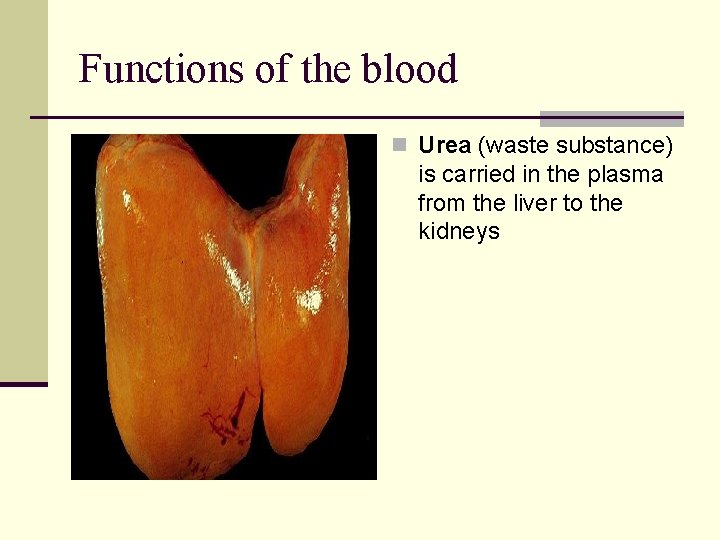 Functions of the blood n Urea (waste substance) is carried in the plasma from Functions of the blood n Urea (waste substance) is carried in the plasma from