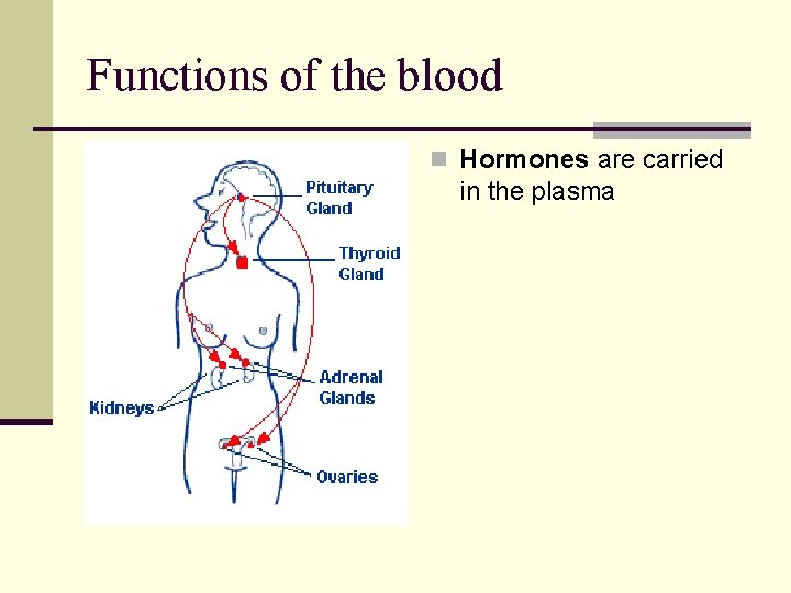 Functions of the blood n Hormones are carried in the plasma Functions of the blood n Hormones are carried in the plasma