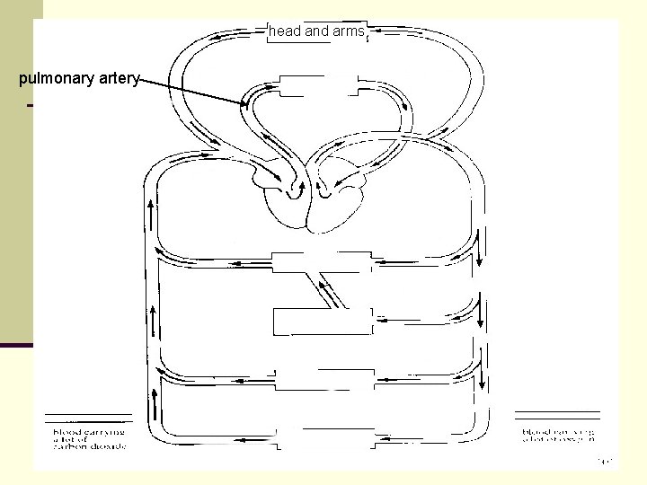 head and arms pulmonary artery head and arms pulmonary artery