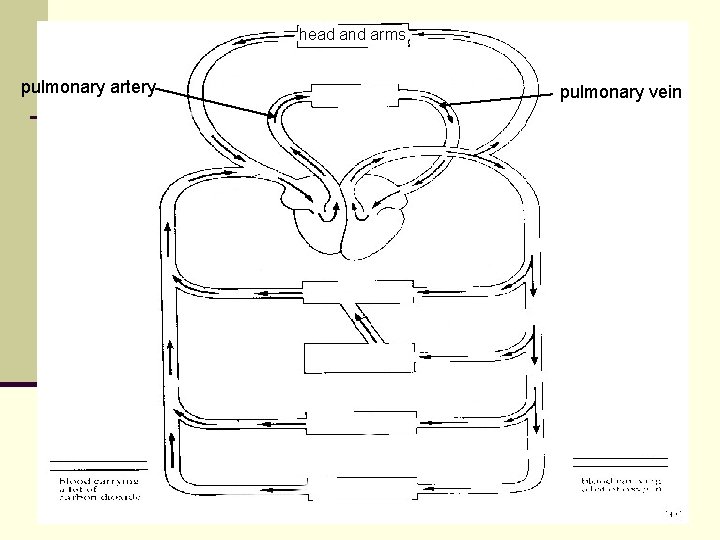 head and arms pulmonary artery pulmonary vein head and arms pulmonary artery pulmonary vein