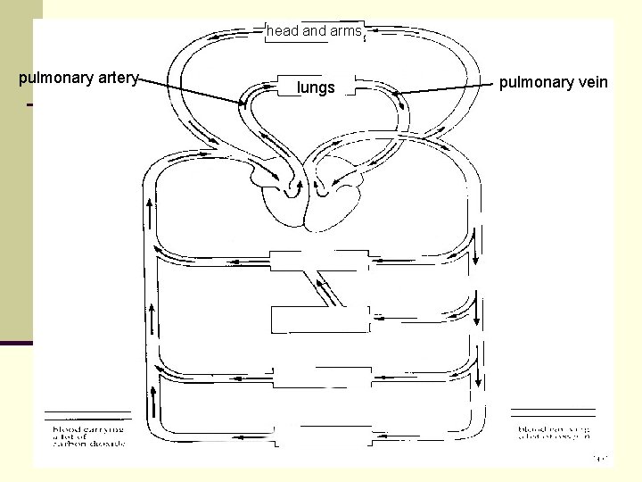 head and arms pulmonary artery lungs pulmonary vein head and arms pulmonary artery lungs pulmonary vein