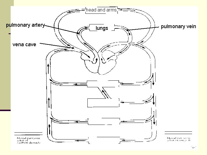 head and arms pulmonary artery vena cave lungs pulmonary vein head and arms pulmonary artery vena cave lungs pulmonary vein