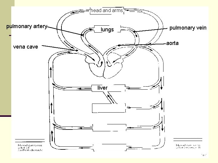 head and arms pulmonary artery lungs pulmonary vein aorta vena cave liver head and arms pulmonary artery lungs pulmonary vein aorta vena cave liver