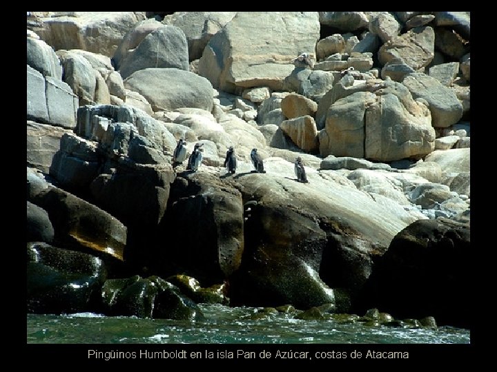 Pingüinos Humboldt en la isla Pan de Azúcar, costas de Atacama 