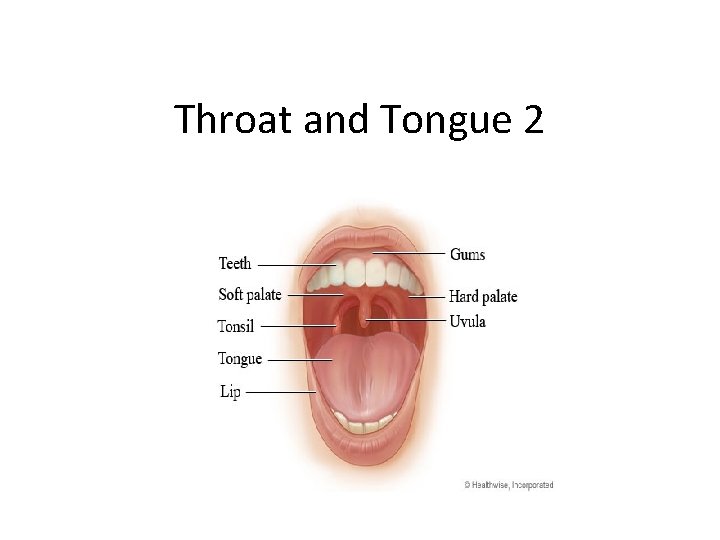 Throat and Tongue 2 Throat and Tongue 2