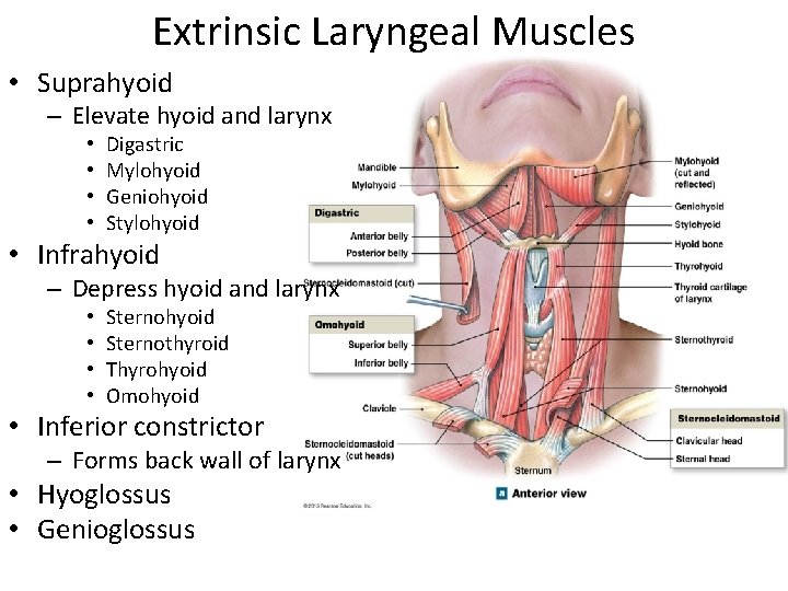 Extrinsic Laryngeal Muscles • Suprahyoid – Elevate hyoid and larynx • • Digastric Mylohyoid Extrinsic Laryngeal Muscles • Suprahyoid – Elevate hyoid and larynx • • Digastric Mylohyoid