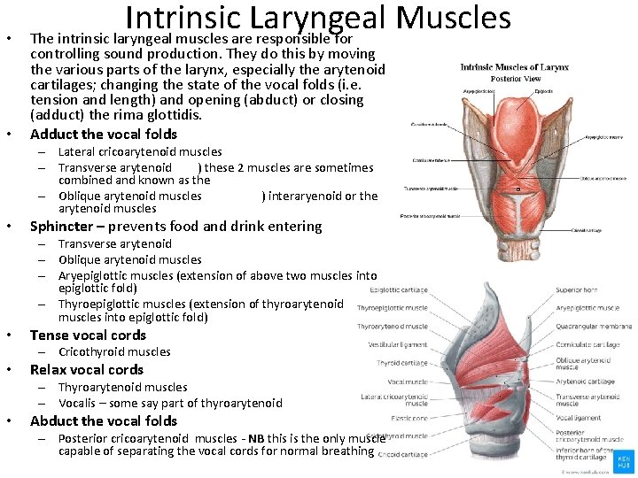 • • Intrinsic Laryngeal Muscles The intrinsic laryngeal muscles are responsible for controlling • • Intrinsic Laryngeal Muscles The intrinsic laryngeal muscles are responsible for controlling