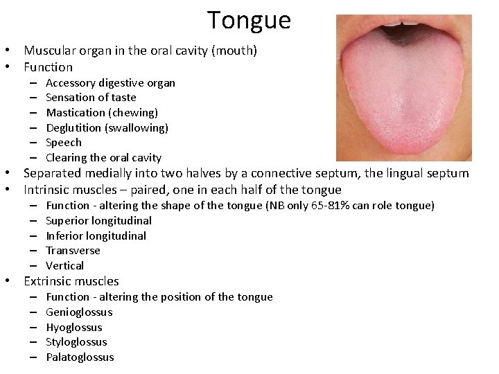 Tongue • Muscular organ in the oral cavity (mouth) • Function – – – Tongue • Muscular organ in the oral cavity (mouth) • Function – – –