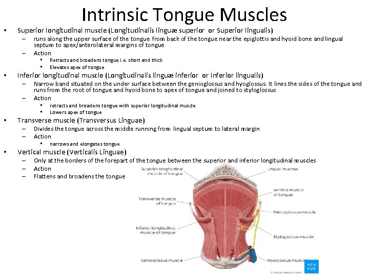 • Intrinsic Tongue Muscles Superior longitudinal muscle (Longitudinalis linguæ superior or Superior lingualis) • Intrinsic Tongue Muscles Superior longitudinal muscle (Longitudinalis linguæ superior or Superior lingualis)