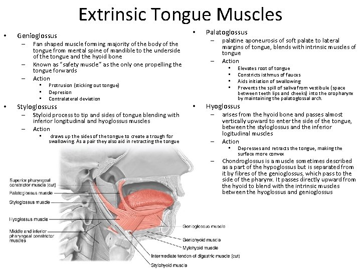 Extrinsic Tongue Muscles • Genioglossus – – – Protrusion (sticking out tongue) Depresion Contralateral Extrinsic Tongue Muscles • Genioglossus – – – Protrusion (sticking out tongue) Depresion Contralateral