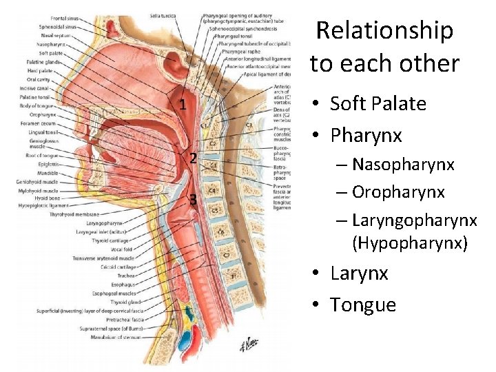 Relationship to each other • Soft Palate • Pharynx – Nasopharynx – Oropharynx – Relationship to each other • Soft Palate • Pharynx – Nasopharynx – Oropharynx –