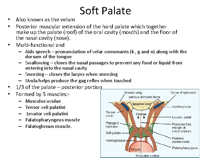 Soft Palate • Also known as the velum • Posterior muscular extension of the Soft Palate • Also known as the velum • Posterior muscular extension of the
