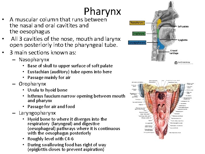 Pharynx • A muscular column that runs between the nasal and oral cavitites and Pharynx • A muscular column that runs between the nasal and oral cavitites and