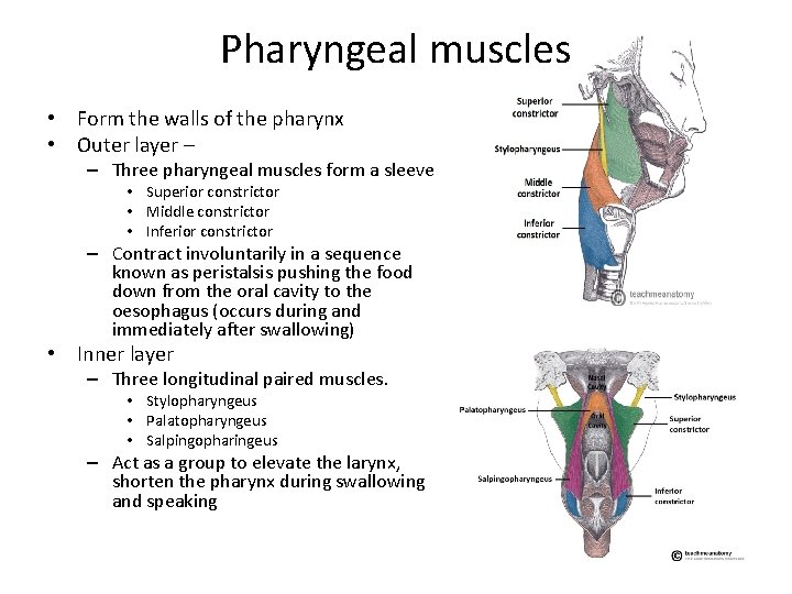 Pharyngeal muscles • Form the walls of the pharynx • Outer layer – – Pharyngeal muscles • Form the walls of the pharynx • Outer layer – –