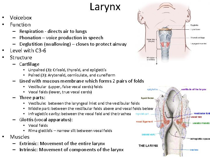 Larynx • Voicebox • Function – Respiration - directs air to lungs – Phonation Larynx • Voicebox • Function – Respiration - directs air to lungs – Phonation