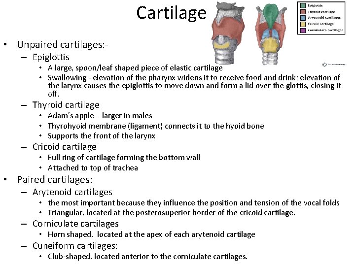 Cartilage • Unpaired cartilages: – Epiglottis • A large, spoon/leaf shaped piece of elastic Cartilage • Unpaired cartilages: – Epiglottis • A large, spoon/leaf shaped piece of elastic