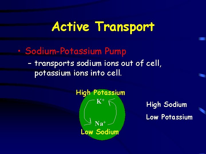 Active Transport • Sodium-Potassium Pump – transports sodium ions out of cell, potassium ions
