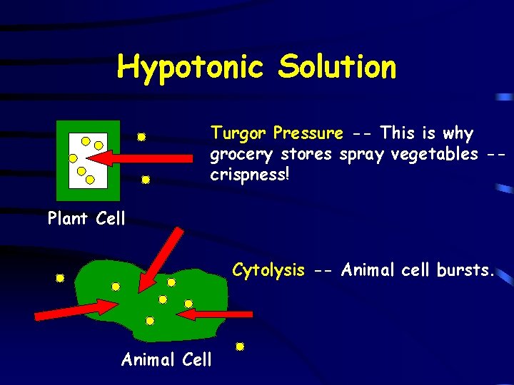 Hypotonic Solution Turgor Pressure -- This is why grocery stores spray vegetables -crispness! Plant