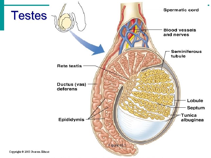 Testes Figure 16. 1 Copyright © 2003 Pearson Education, Inc. publishing as Benjamin Cummings