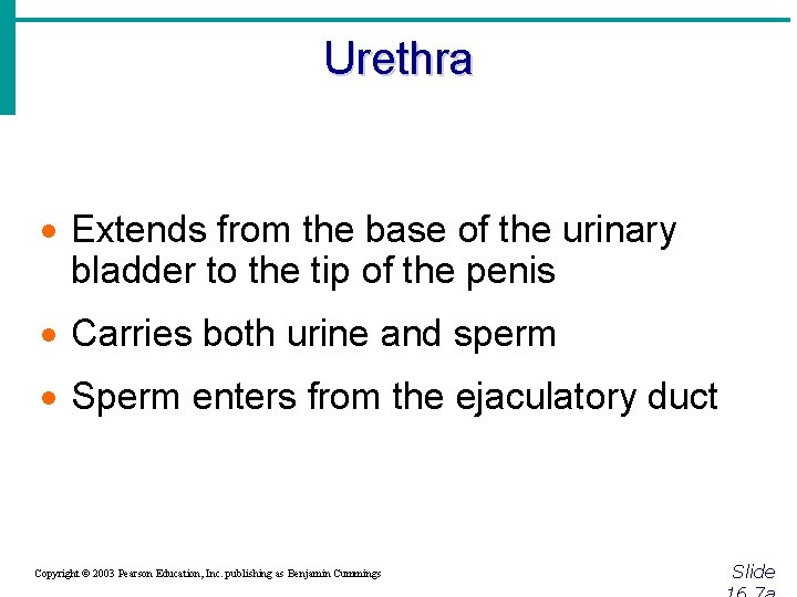 Urethra · Extends from the base of the urinary bladder to the tip of