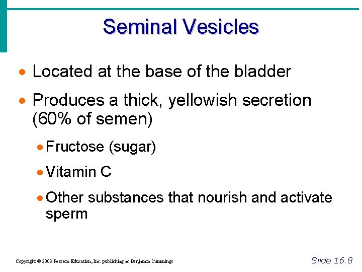 Seminal Vesicles · Located at the base of the bladder · Produces a thick,