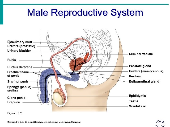 Male Reproductive System Figure 16. 2 Copyright © 2003 Pearson Education, Inc. publishing as