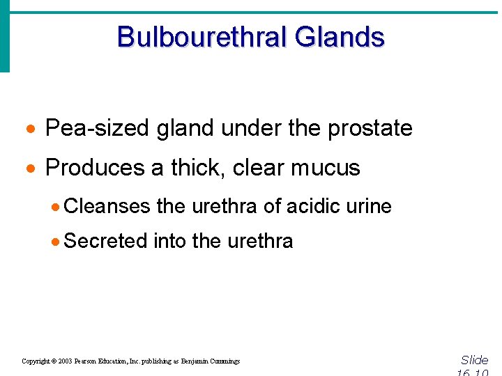 Bulbourethral Glands · Pea-sized gland under the prostate · Produces a thick, clear mucus