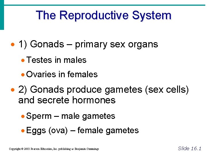 The Reproductive System · 1) Gonads – primary sex organs · Testes in males