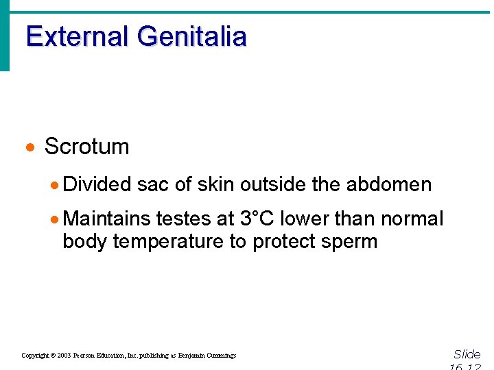 External Genitalia · Scrotum · Divided sac of skin outside the abdomen · Maintains
