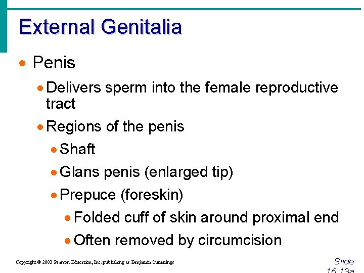 External Genitalia · Penis · Delivers sperm into the female reproductive tract · Regions