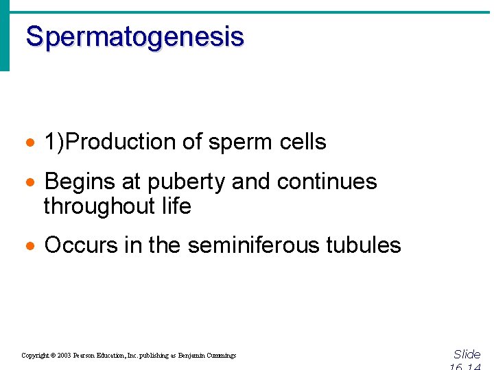 Spermatogenesis · 1)Production of sperm cells · Begins at puberty and continues throughout life