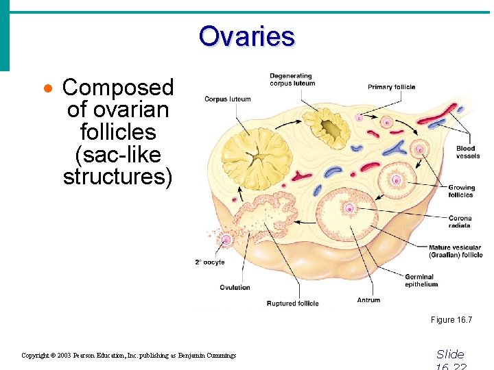 Ovaries · Composed of ovarian follicles (sac-like structures) Figure 16. 7 Copyright © 2003
