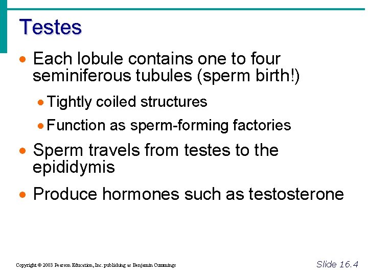 Testes · Each lobule contains one to four seminiferous tubules (sperm birth!) · Tightly