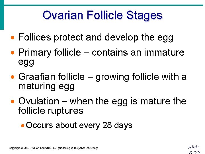 Ovarian Follicle Stages · Follices protect and develop the egg · Primary follicle –