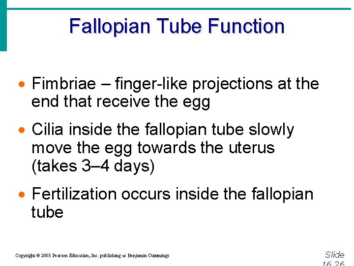 Fallopian Tube Function · Fimbriae – finger-like projections at the end that receive the