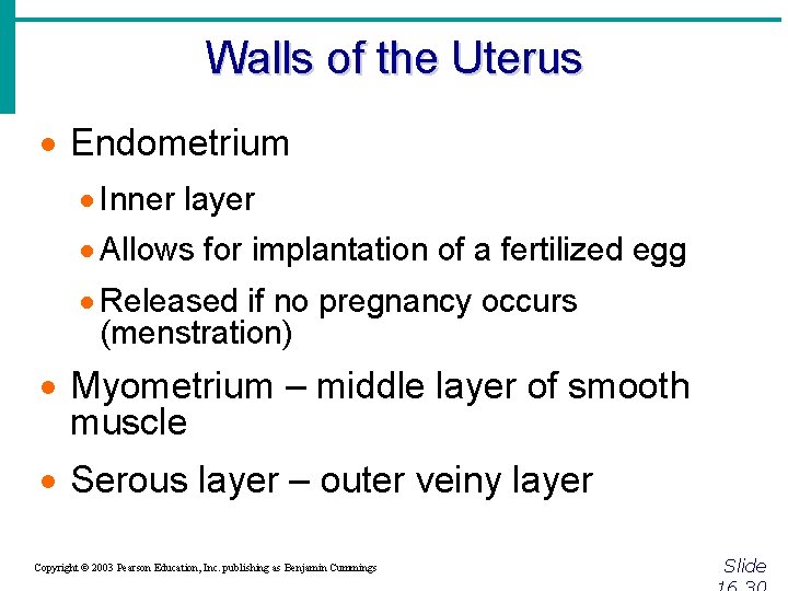 Walls of the Uterus · Endometrium · Inner layer · Allows for implantation of