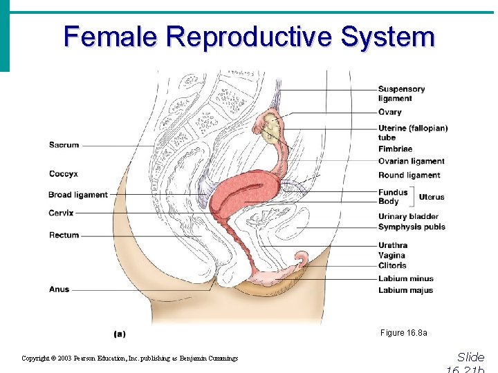 Female Reproductive System Figure 16. 8 a Copyright © 2003 Pearson Education, Inc. publishing
