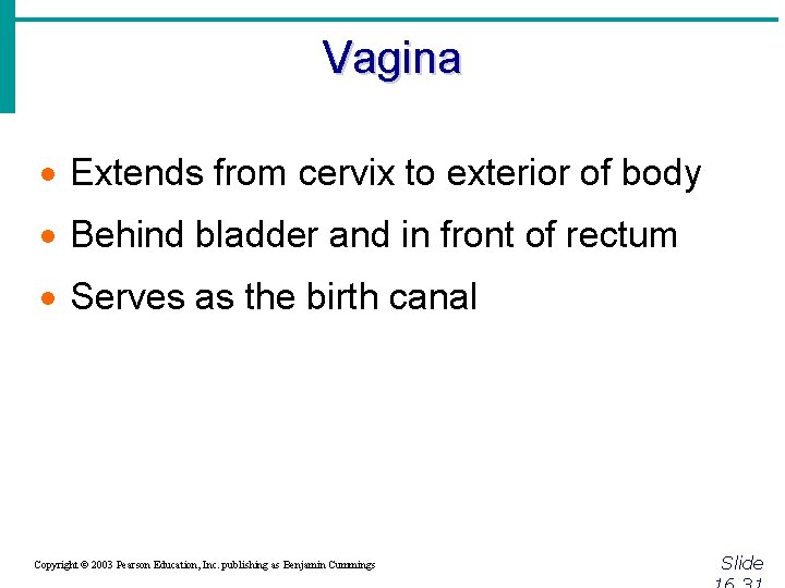 Vagina · Extends from cervix to exterior of body · Behind bladder and in