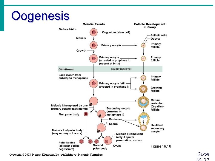 Oogenesis Figure 16. 10 Copyright © 2003 Pearson Education, Inc. publishing as Benjamin Cummings