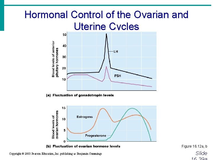 Hormonal Control of the Ovarian and Uterine Cycles Figure 16. 12 a, b Copyright