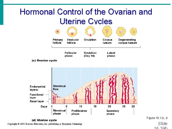 Hormonal Control of the Ovarian and Uterine Cycles Figure 16. 12 c, d Copyright