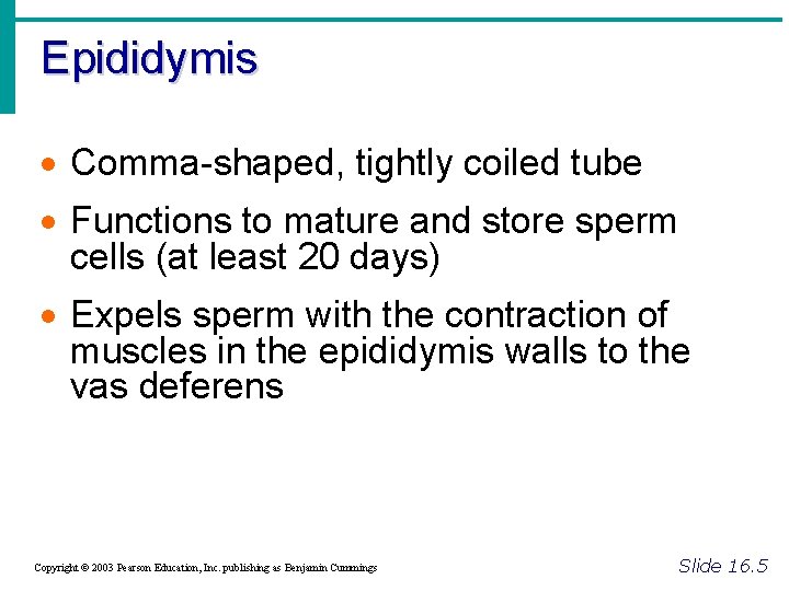 Epididymis · Comma-shaped, tightly coiled tube · Functions to mature and store sperm cells