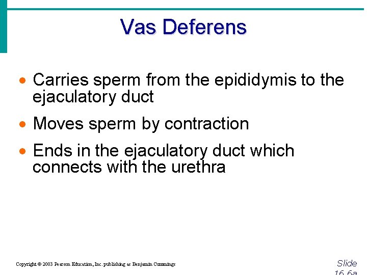 Vas Deferens · Carries sperm from the epididymis to the ejaculatory duct · Moves