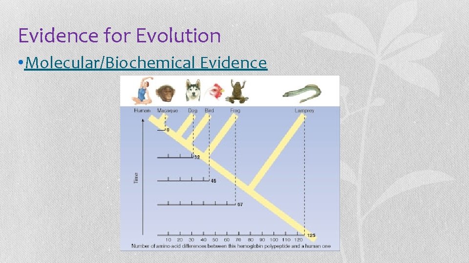 Evidence for Evolution • Molecular/Biochemical Evidence 