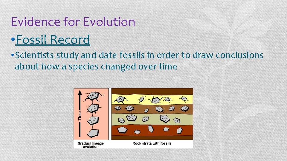 Evidence for Evolution • Fossil Record • Scientists study and date fossils in order