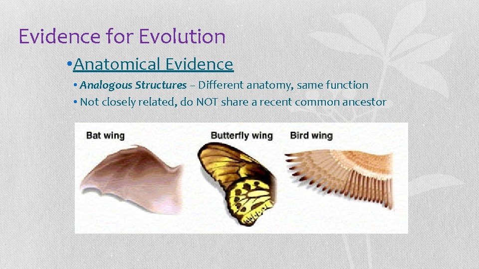 Evidence for Evolution • Anatomical Evidence • Analogous Structures – Different anatomy, same function