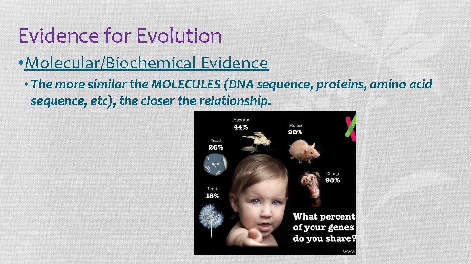 Evidence for Evolution • Molecular/Biochemical Evidence • The more similar the MOLECULES (DNA sequence,