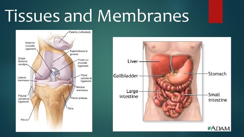 Tissues and Membranes 