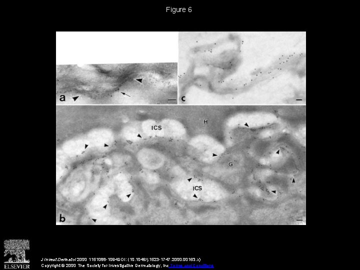 Figure 6 J Invest Dermatol 2000 1151088 -1094 DOI: (10. 1046/j. 1523 -1747. 2000.